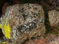 Lecanora subcavicola image