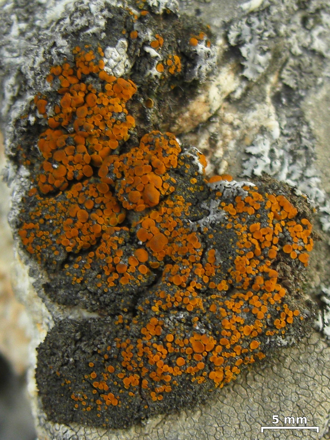 Parvoplaca tiroliensis image