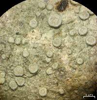 Lecanora carpinea image