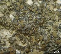 Acarospora moenium image