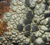 Lecanora subcavicola image