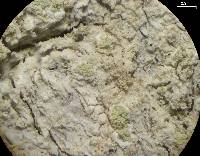 Lecanora impudens image