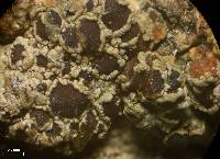 Lecanora pulicaris image