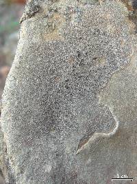 Aspicilia phaea image