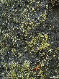 Lecanora reagens image