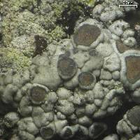 Lecanora caesiosora image