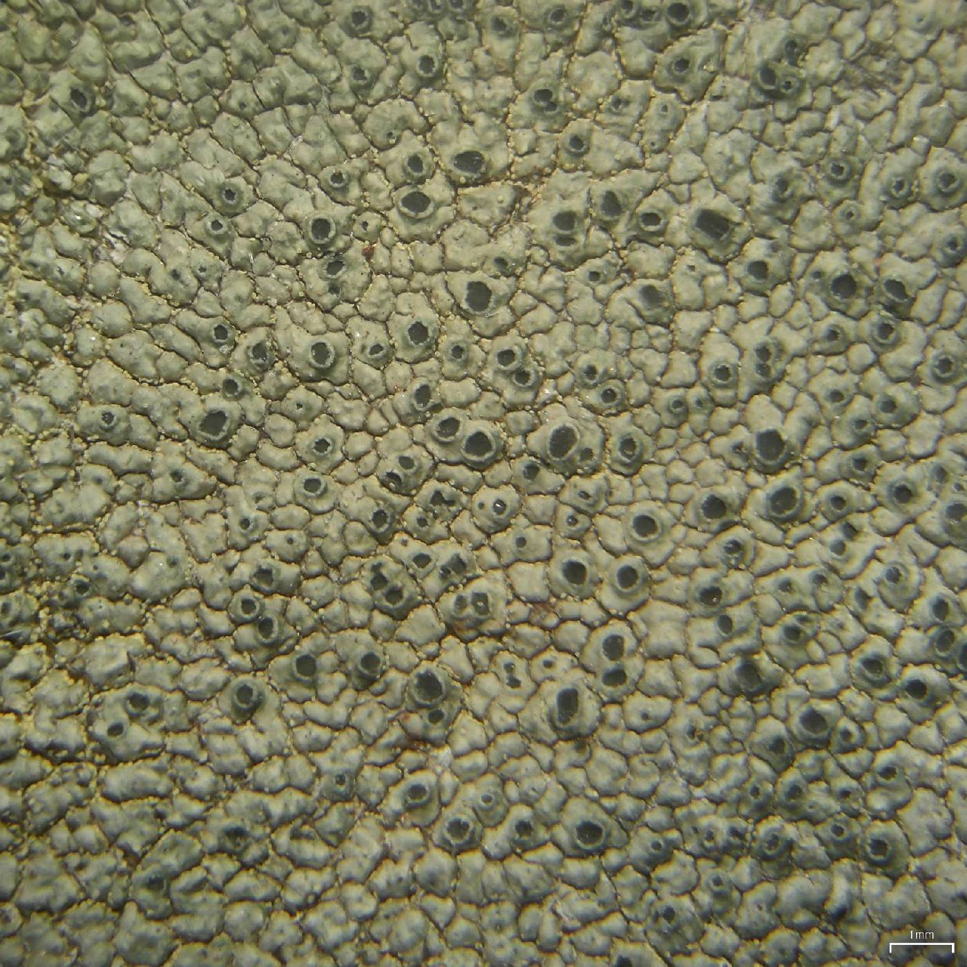 Aspicilia olivaceobrunnea image