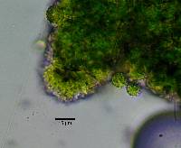 Agonimia tristicula image