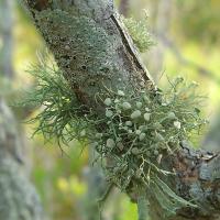 Ramalina stenospora image