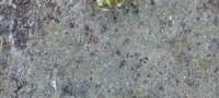 Image of Anisomeridium albisedum