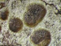Arthonia macrotheca image