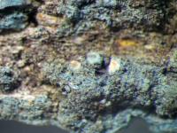 Image of Ramonia microspora