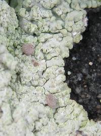 Baeomyces carneus image