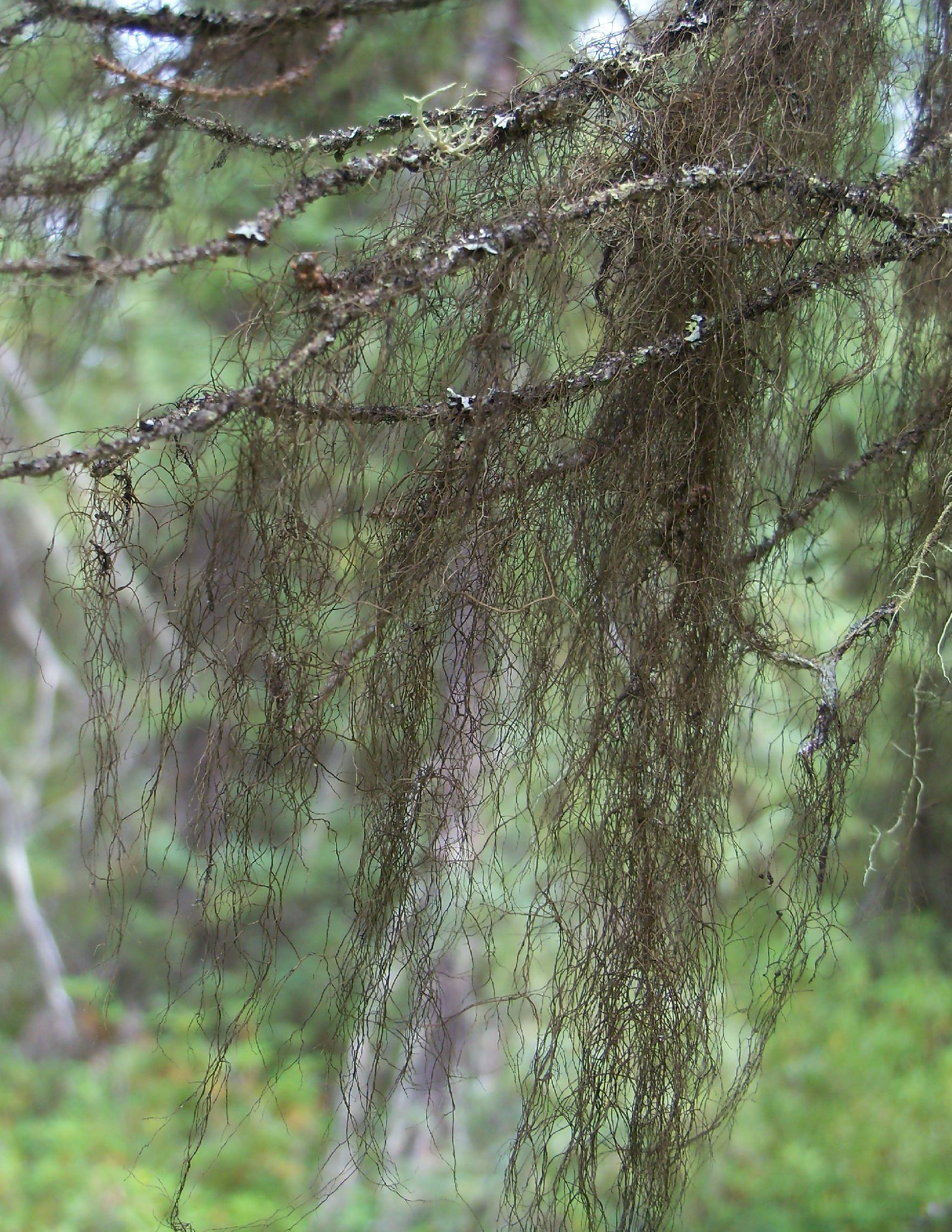 Bryoria trichodes subsp. trichodes image