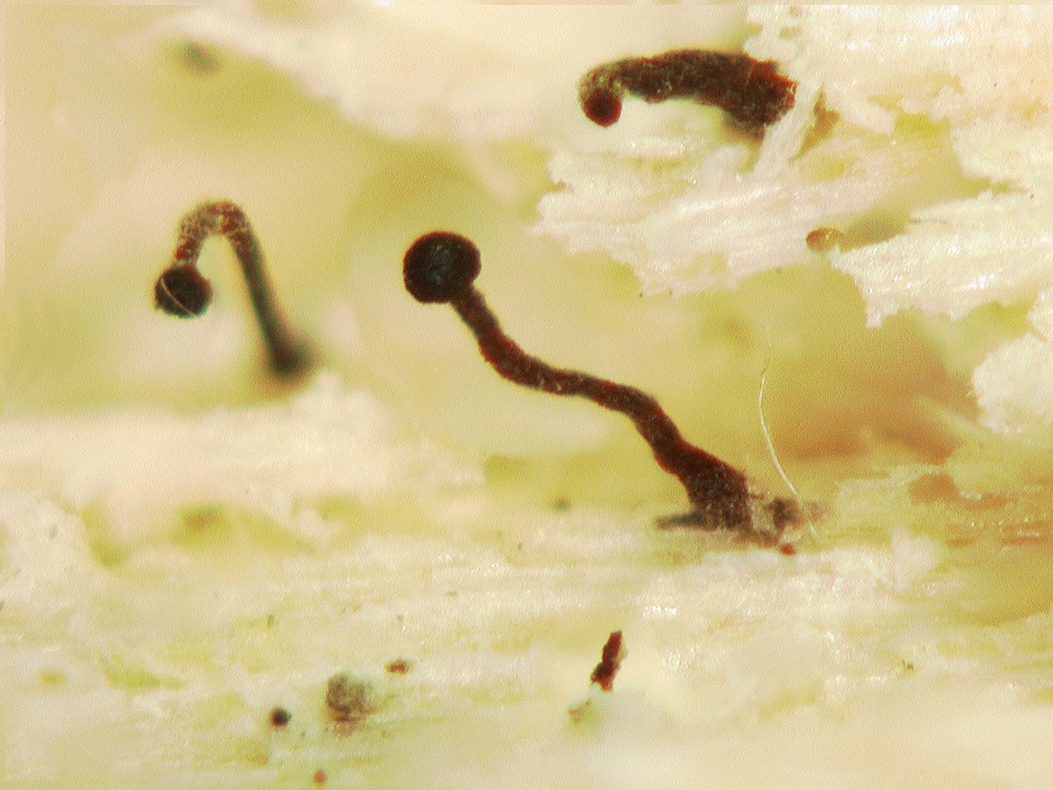 Chaenothecopsis haematopus image
