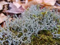 Cladonia furcata image