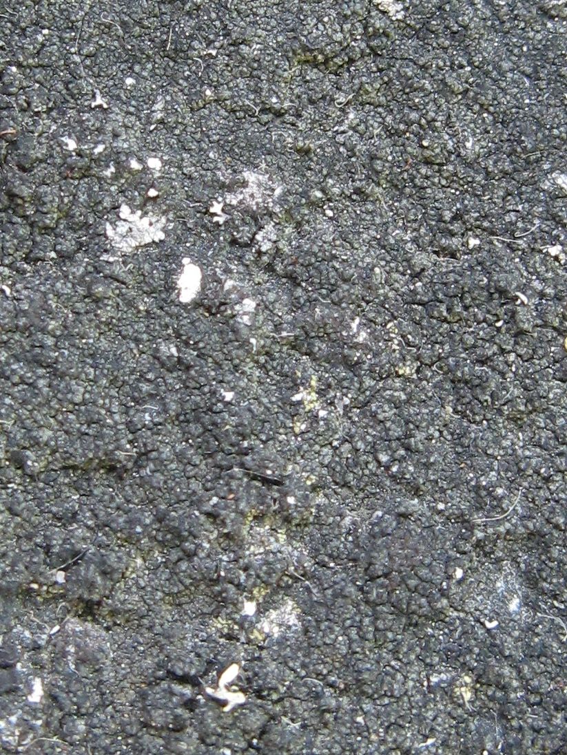Halecania pepegospora image