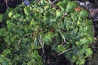 Peltigera leucophlebia image