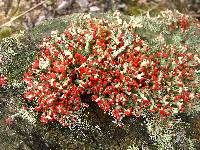 Cladonia cristatella image