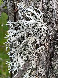 Pseudevernia consocians image