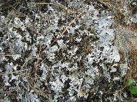 Peltigera rufescens image