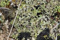 Cladonia cariosa image