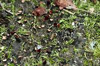 Peltigera rufescens image