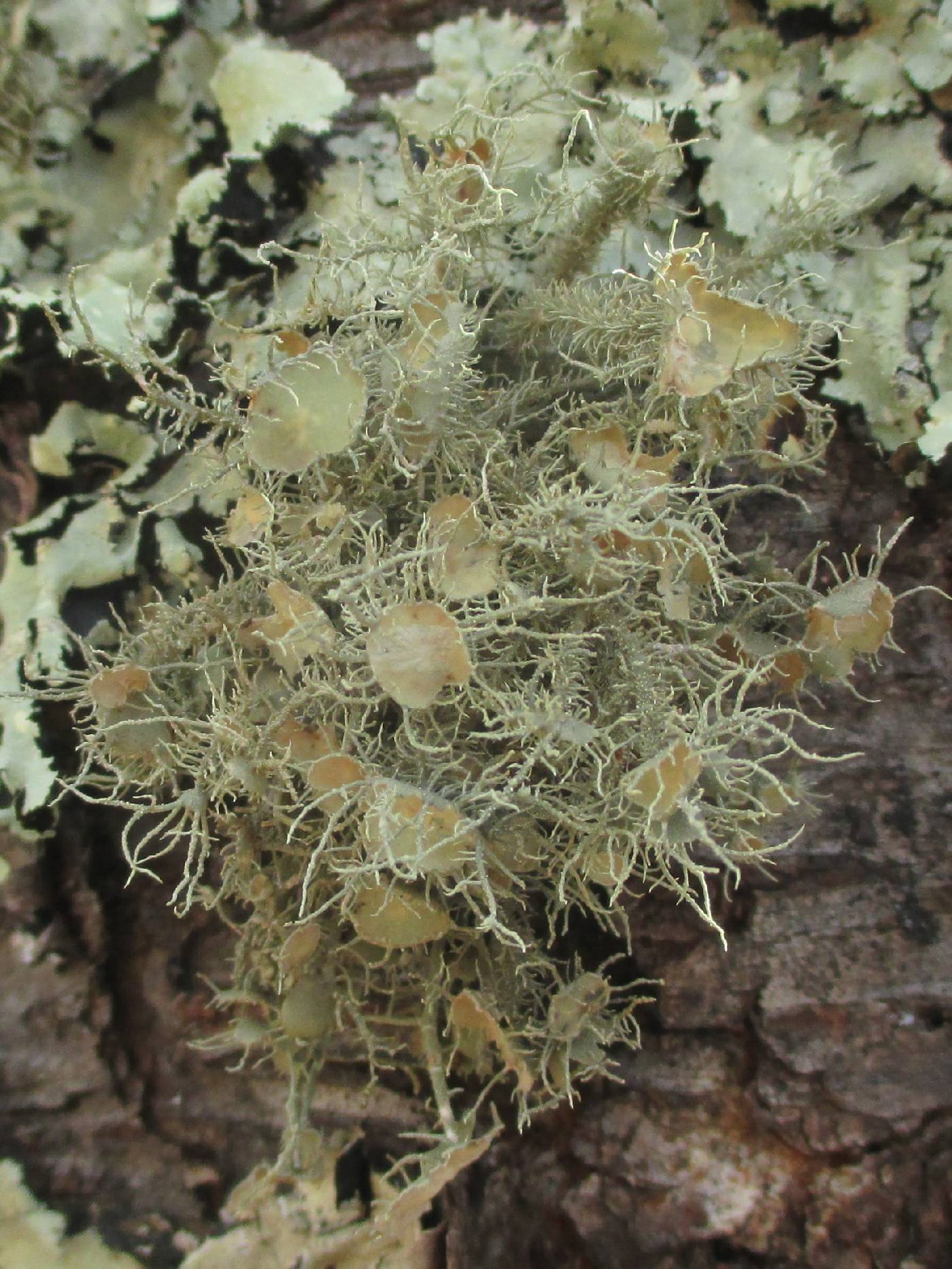 Usnea endochrysea image