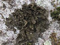 Collema furfuraceum image