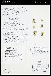 Rhizoplaca melanophthalma subsp. cerebriformis image