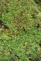 Cladonia apodocarpa image