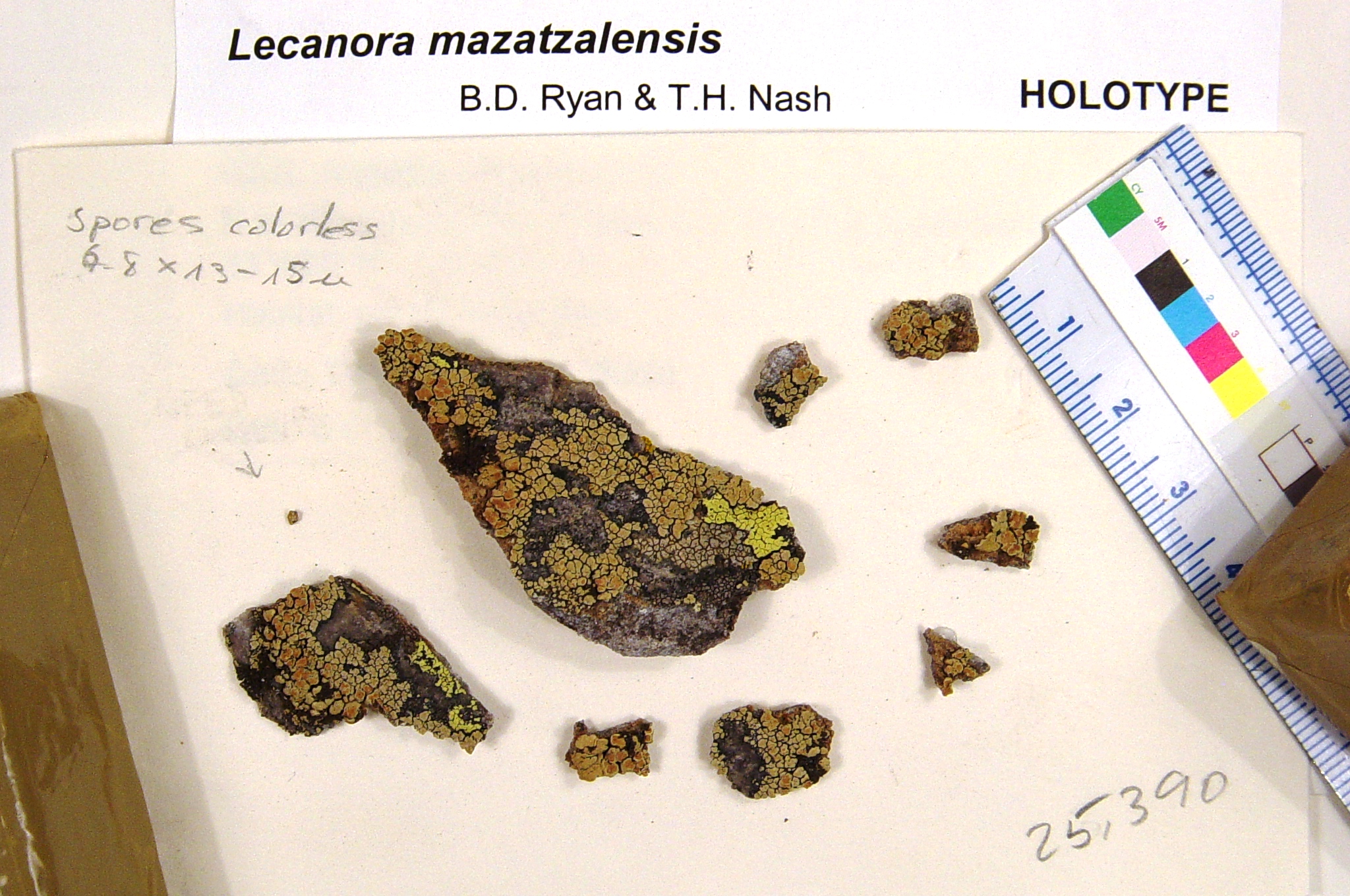 Protoparmeliopsis mazatzalensis image