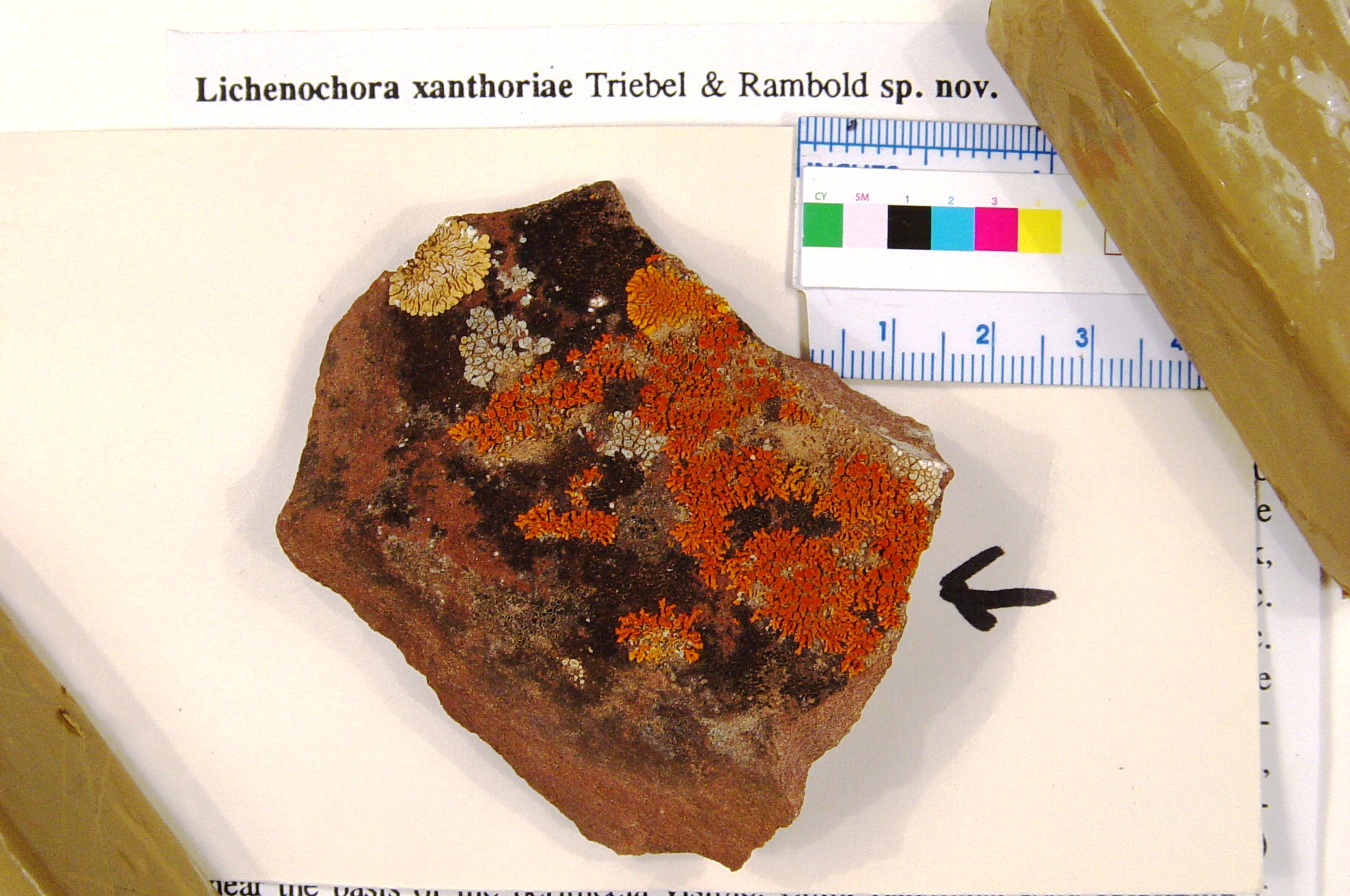 Lichenochora xanthoriae image