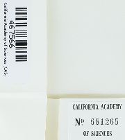 Image of Cladonia imshaugii