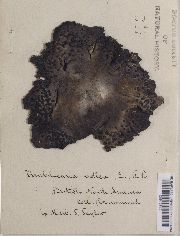 Umbilicaria (Papillophora) image