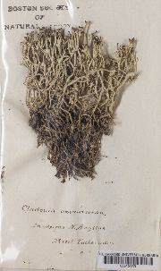 Cladonia amaurocraea image