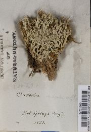 Cladonia uncialis image