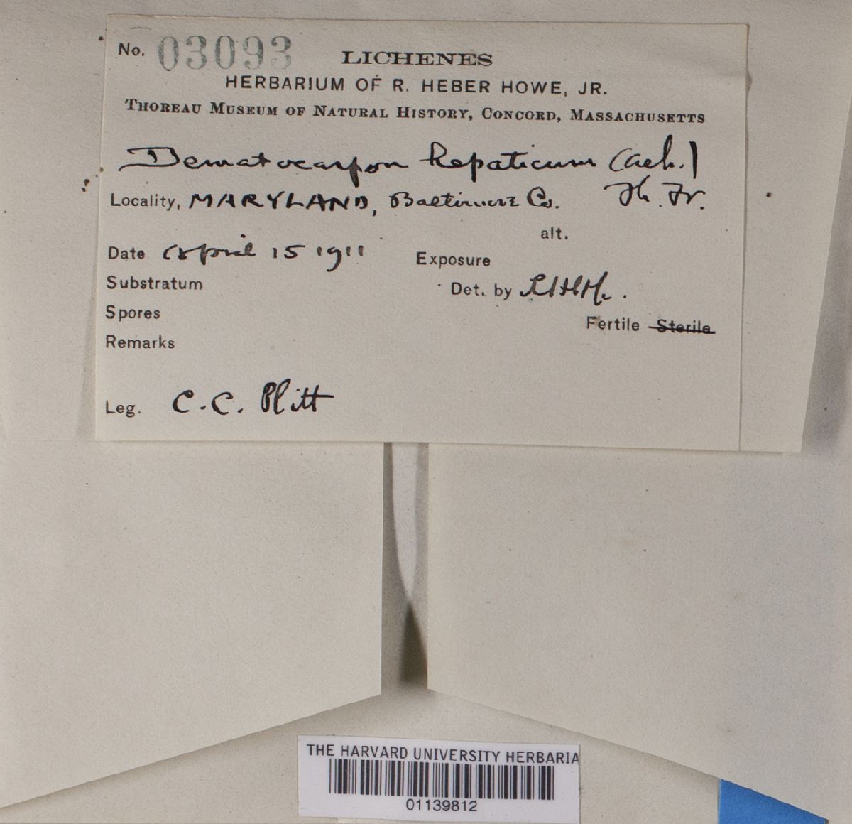 Dermatocarpon hepaticum image