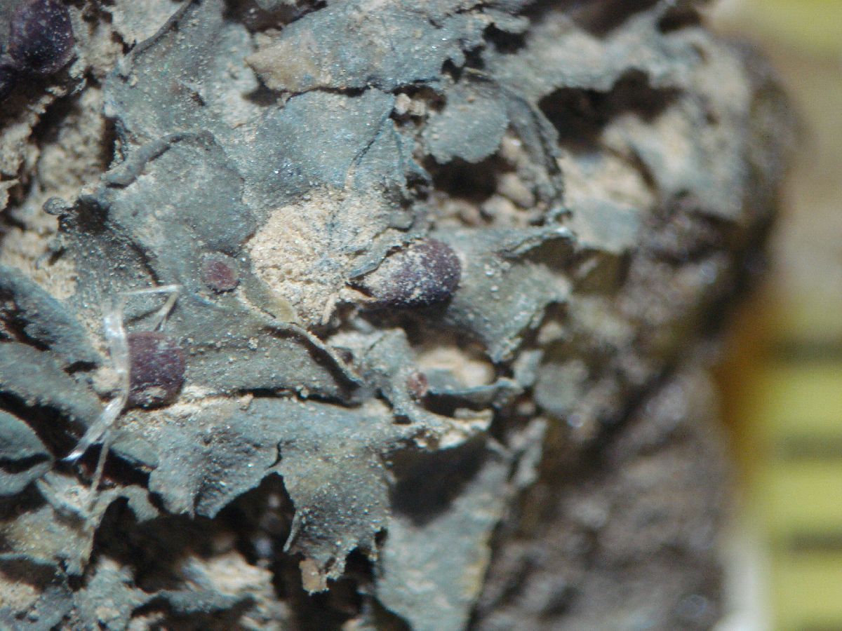 Scytinium juniperinum image