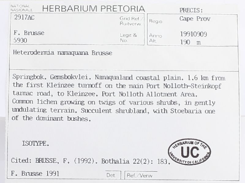 Heterodermia namaquana image