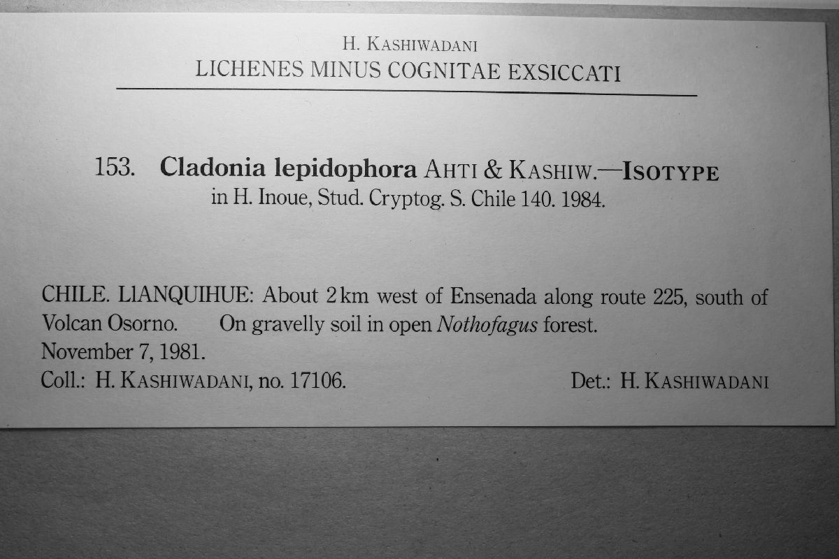 Cladonia lepidophora image