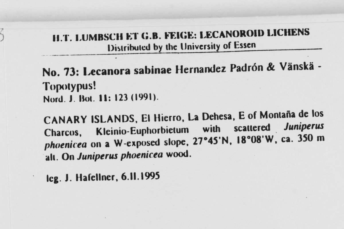 Lecanora sabinae image